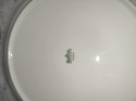 patera Rosenthal Biała Maria