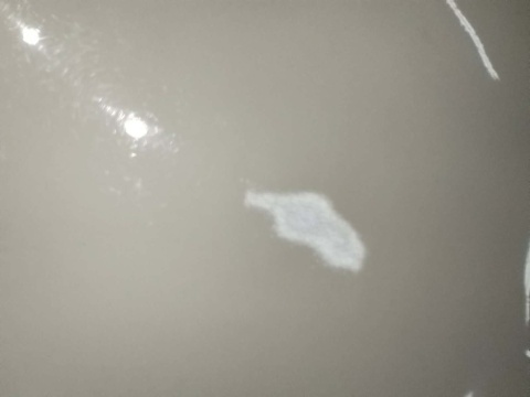 misa Rosenthal Biała Maria śred. 24,5 cm