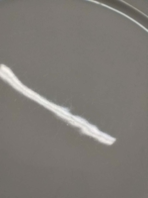 6x talerz płas. Rosenthal Biała Maria